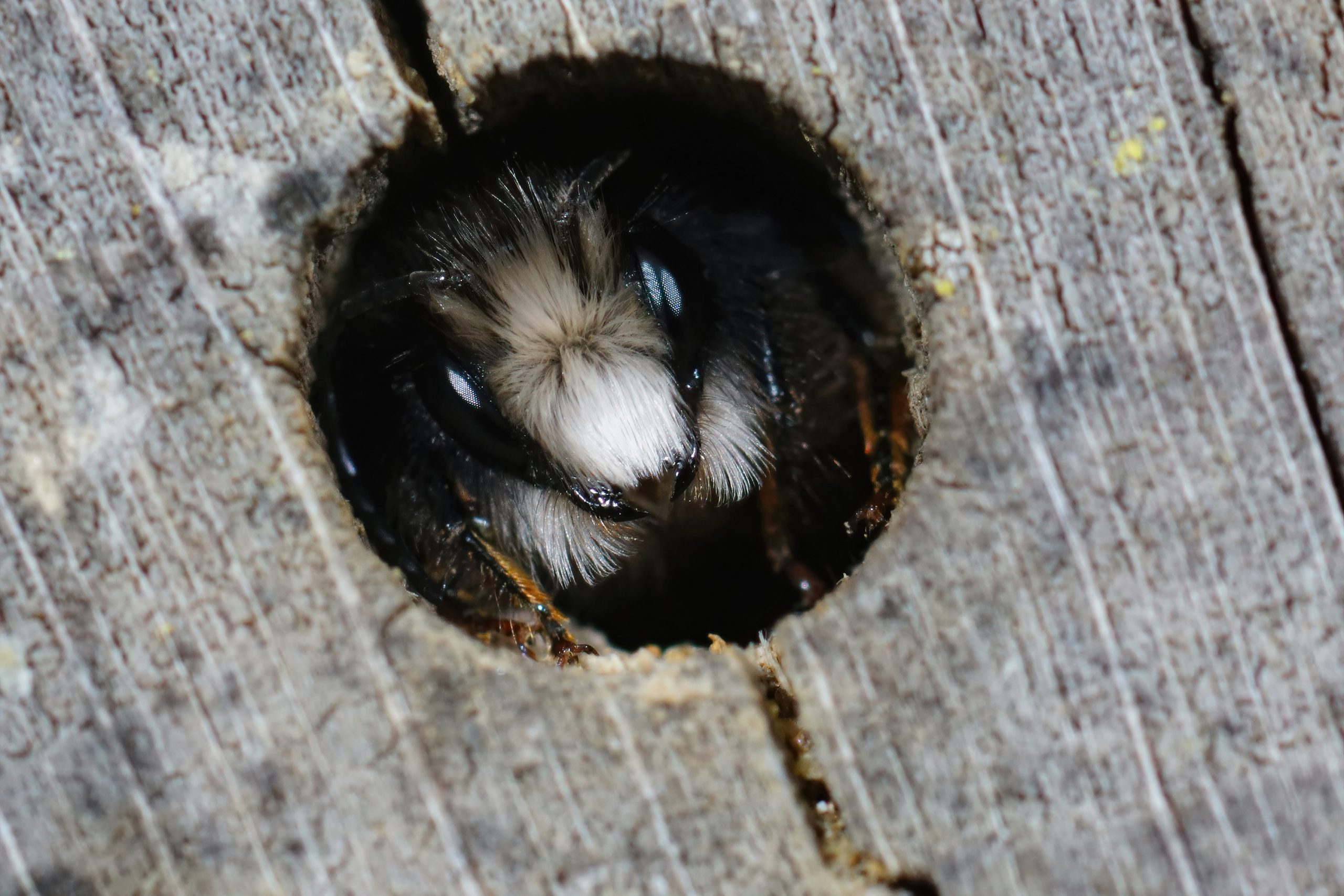 Bee inspection and removal in New Jersey