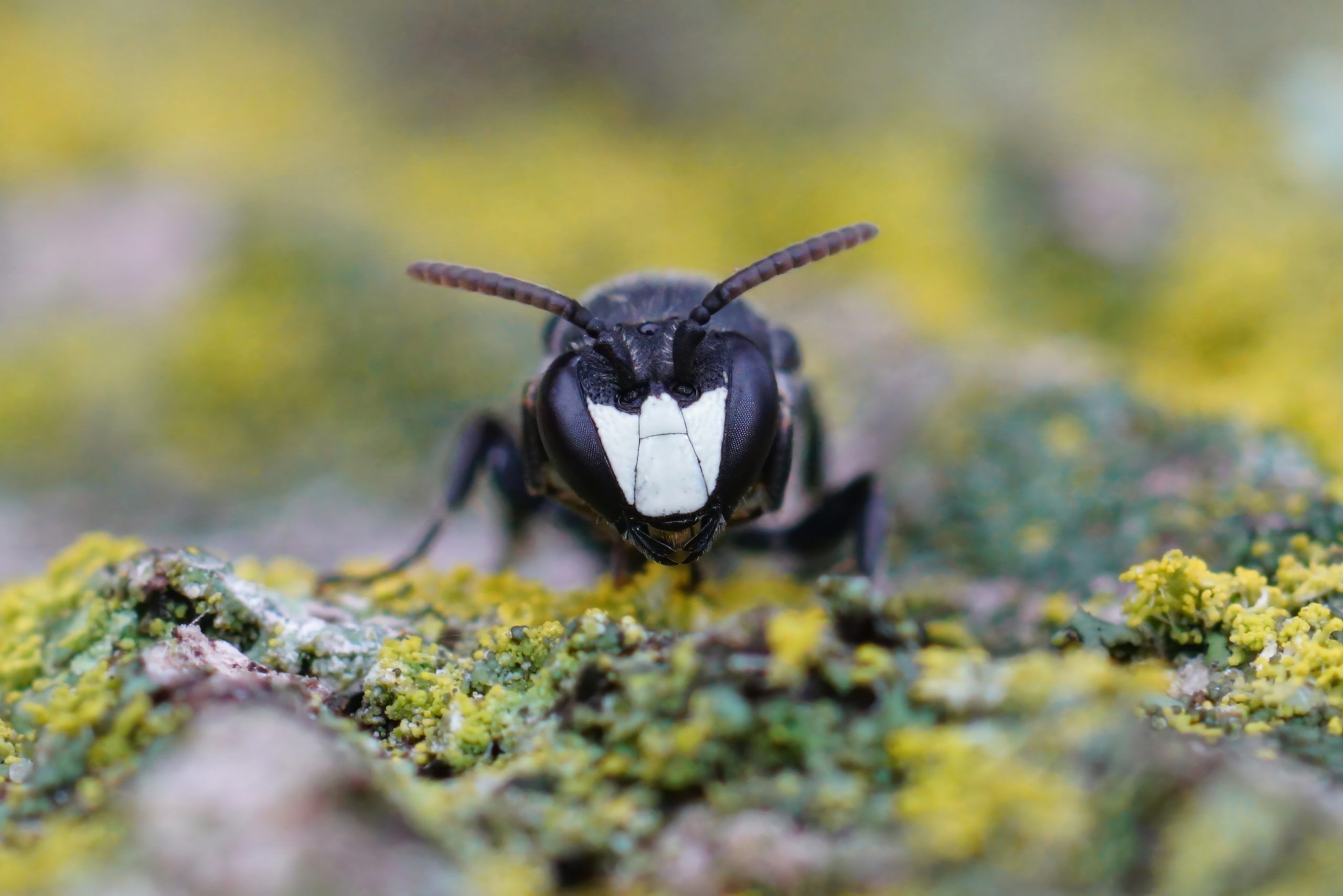 Bald-faced hornet in West Milford, NJ