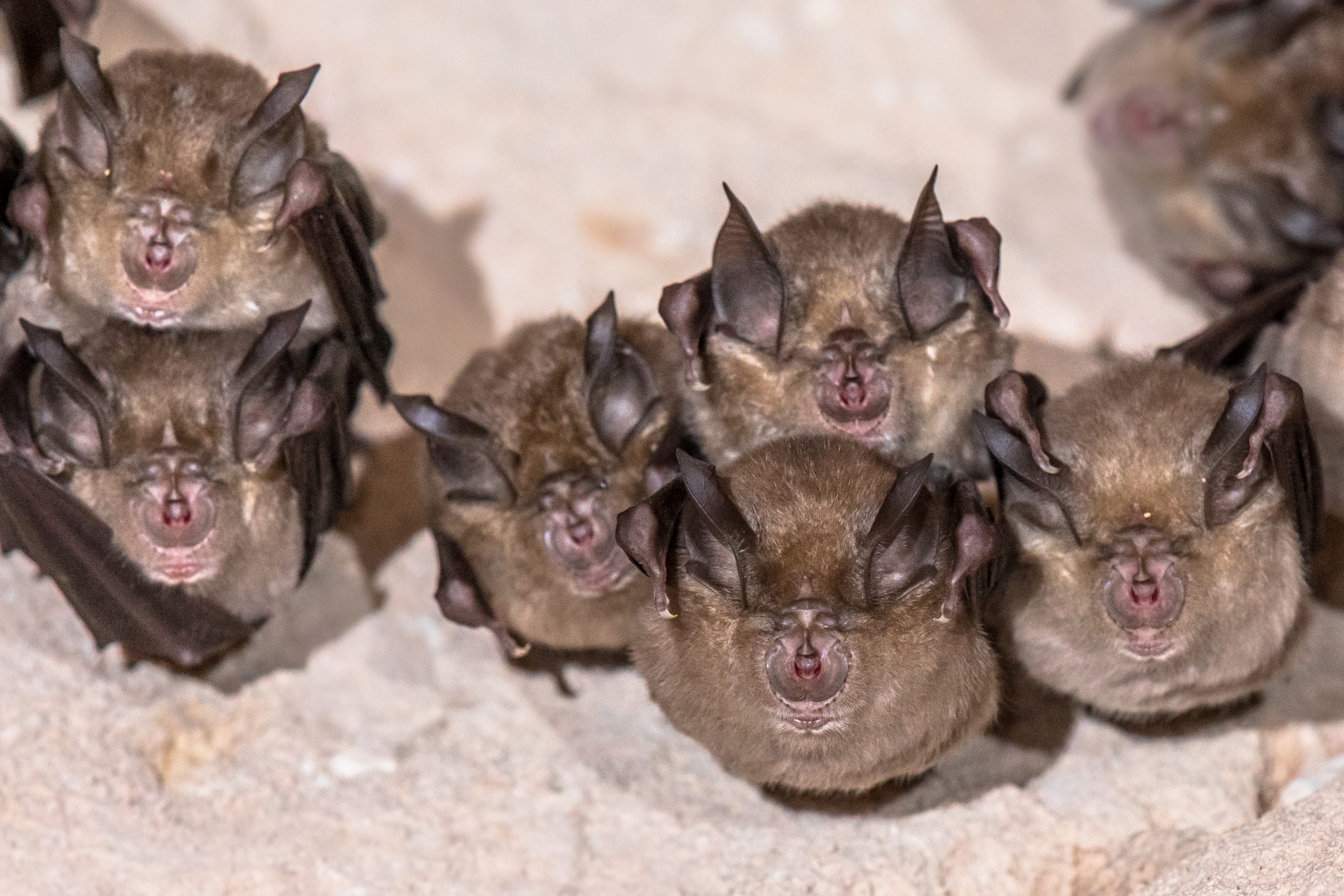 Bat colony inspection