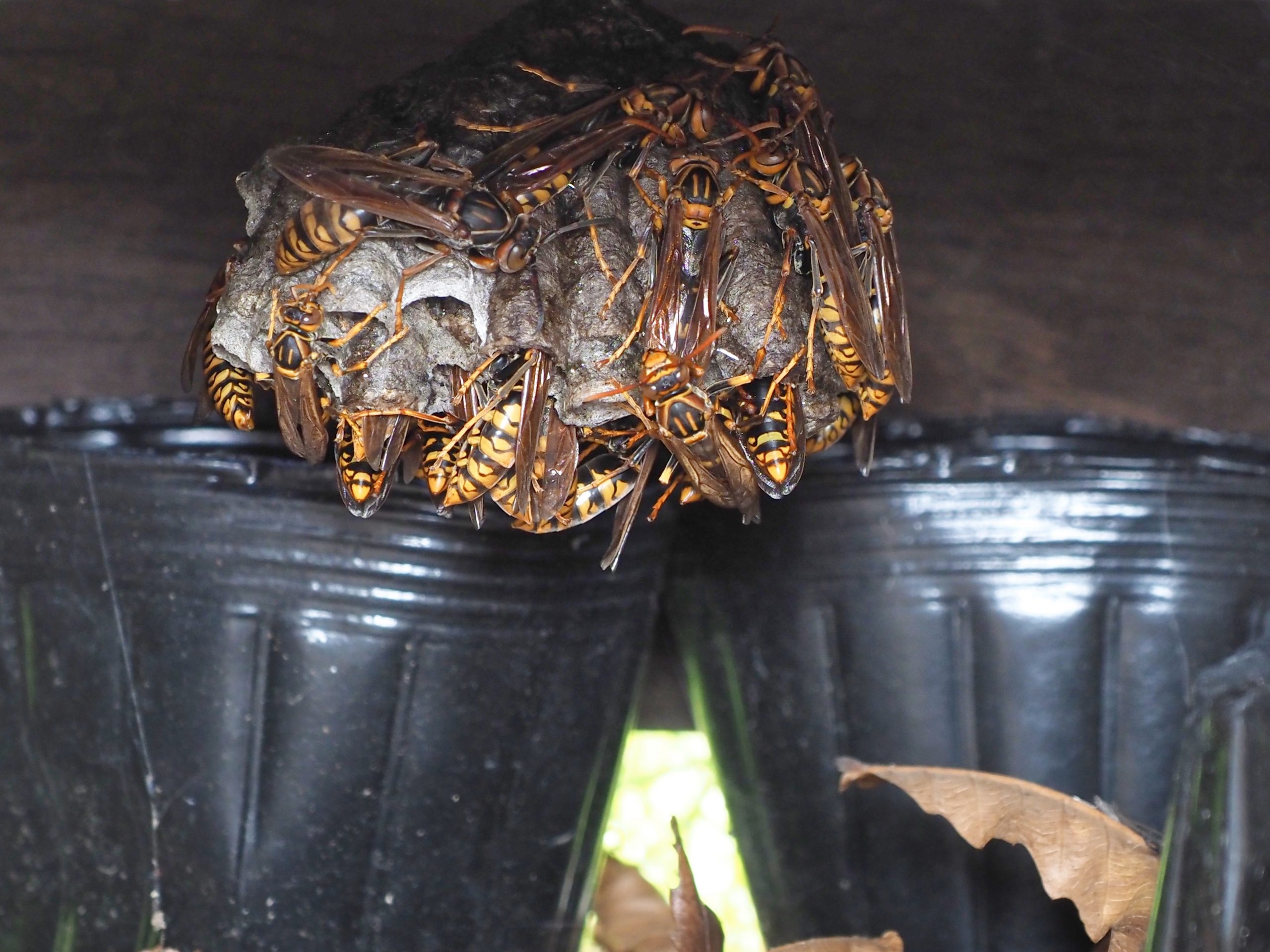 Paper wasp nest removal New Jersey