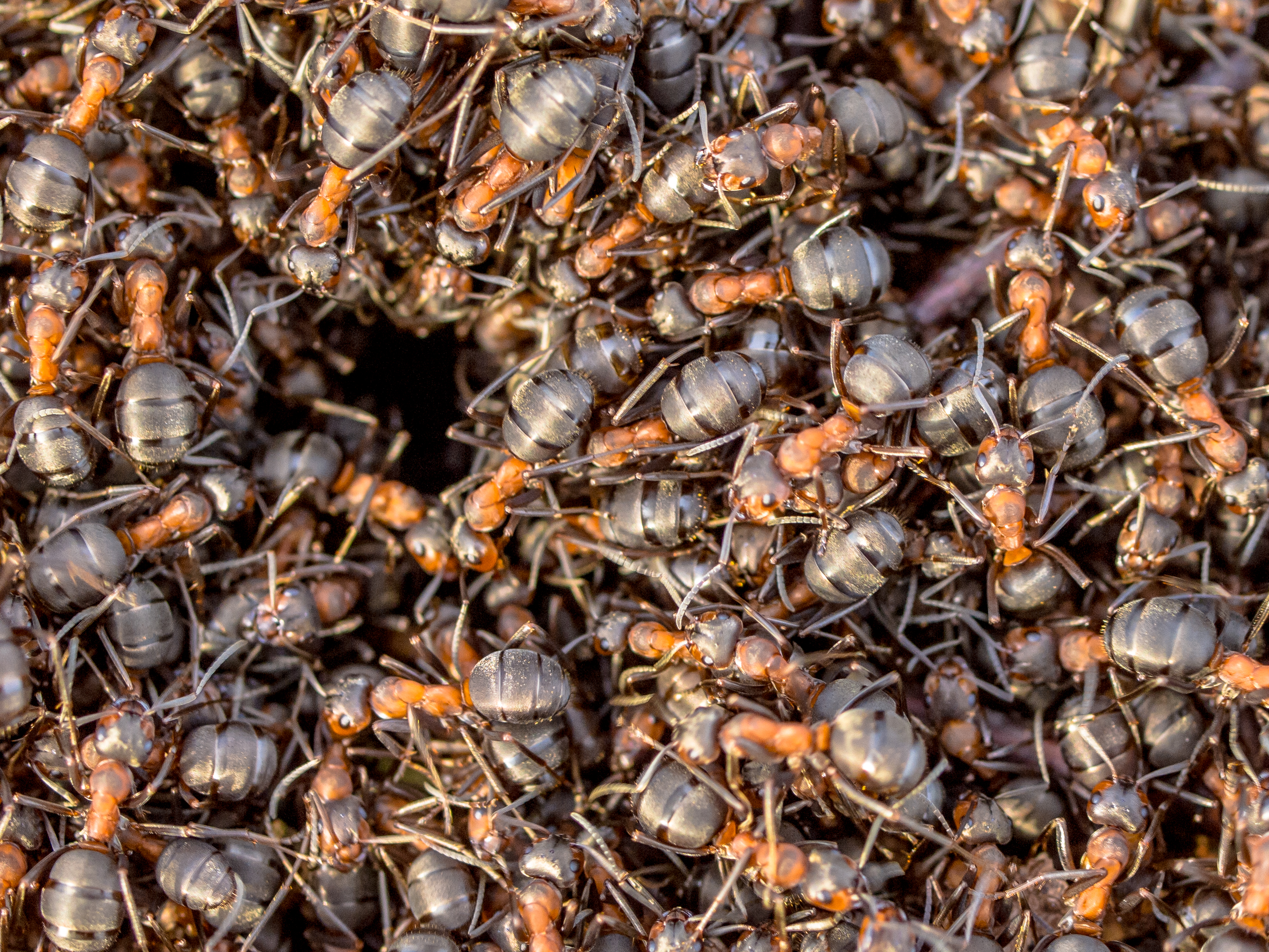 Ants around the entrance of their nest in soil
