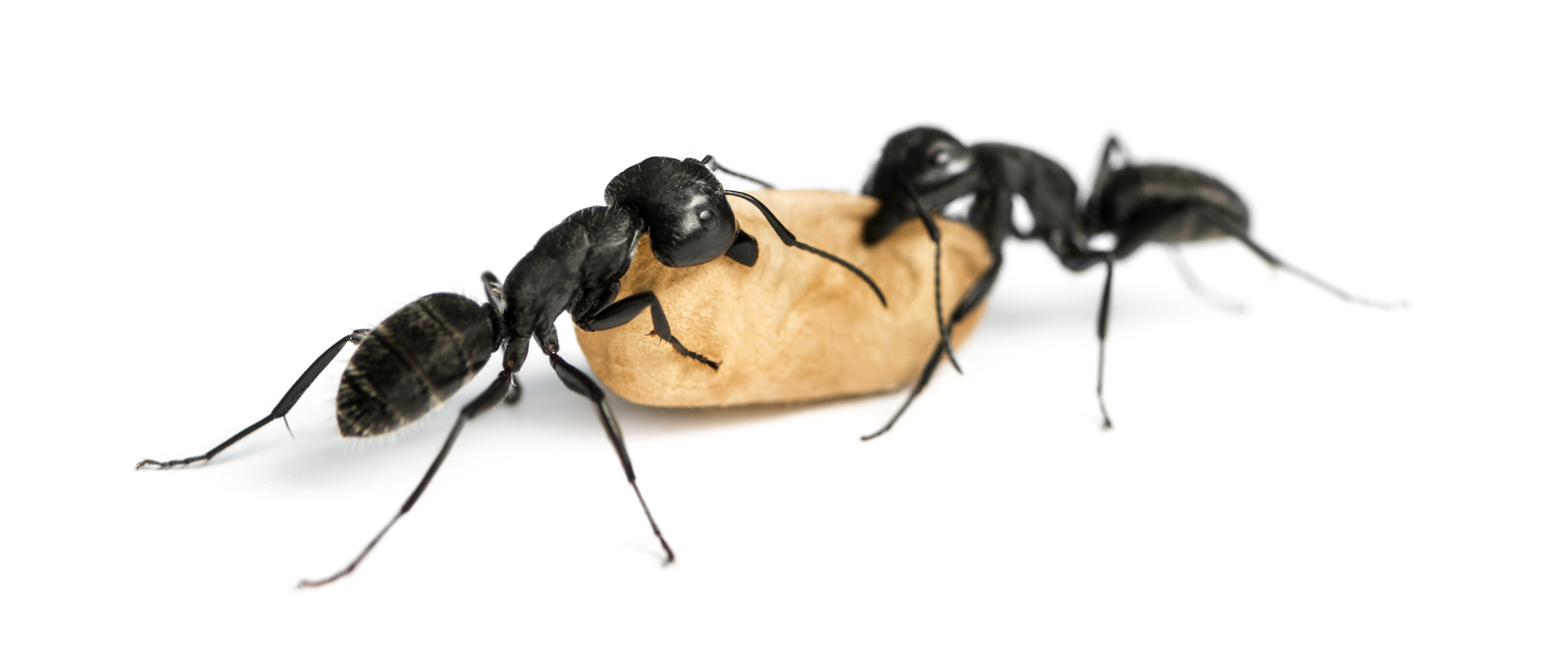 Two carpenter ants carrying food