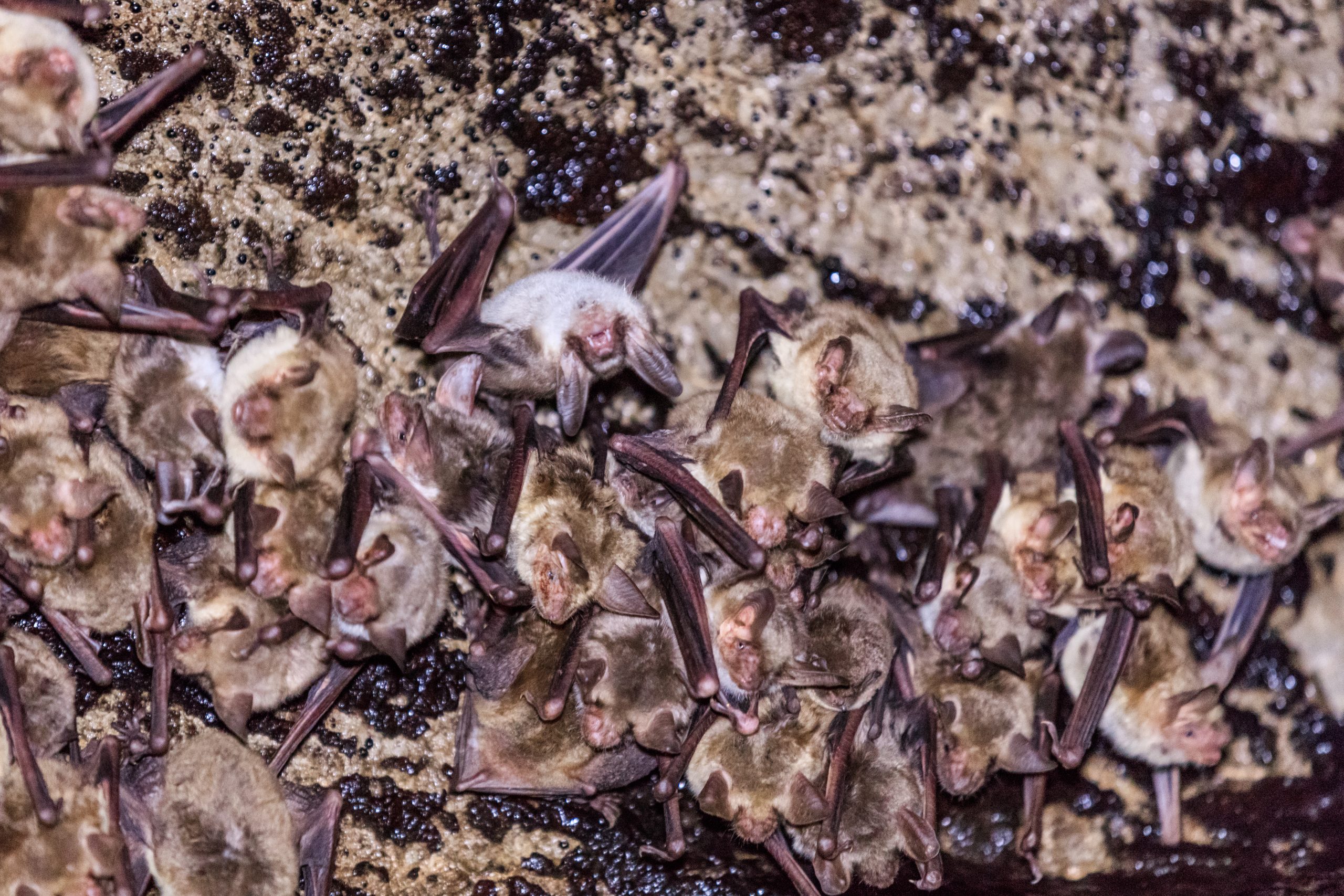 Bat guano - Mine Hill