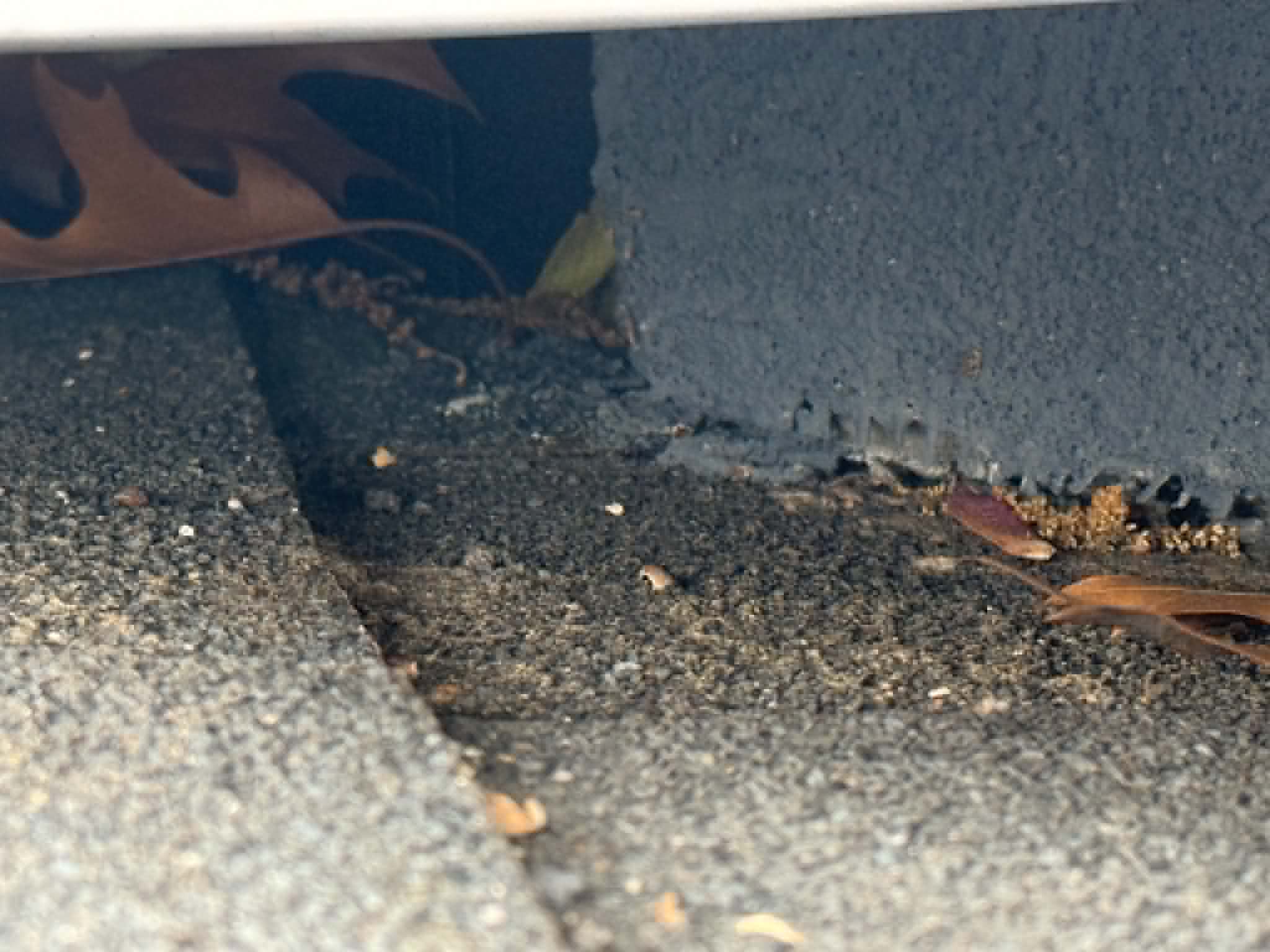 Foundation crack rodent entry point in Prospect Park NJ