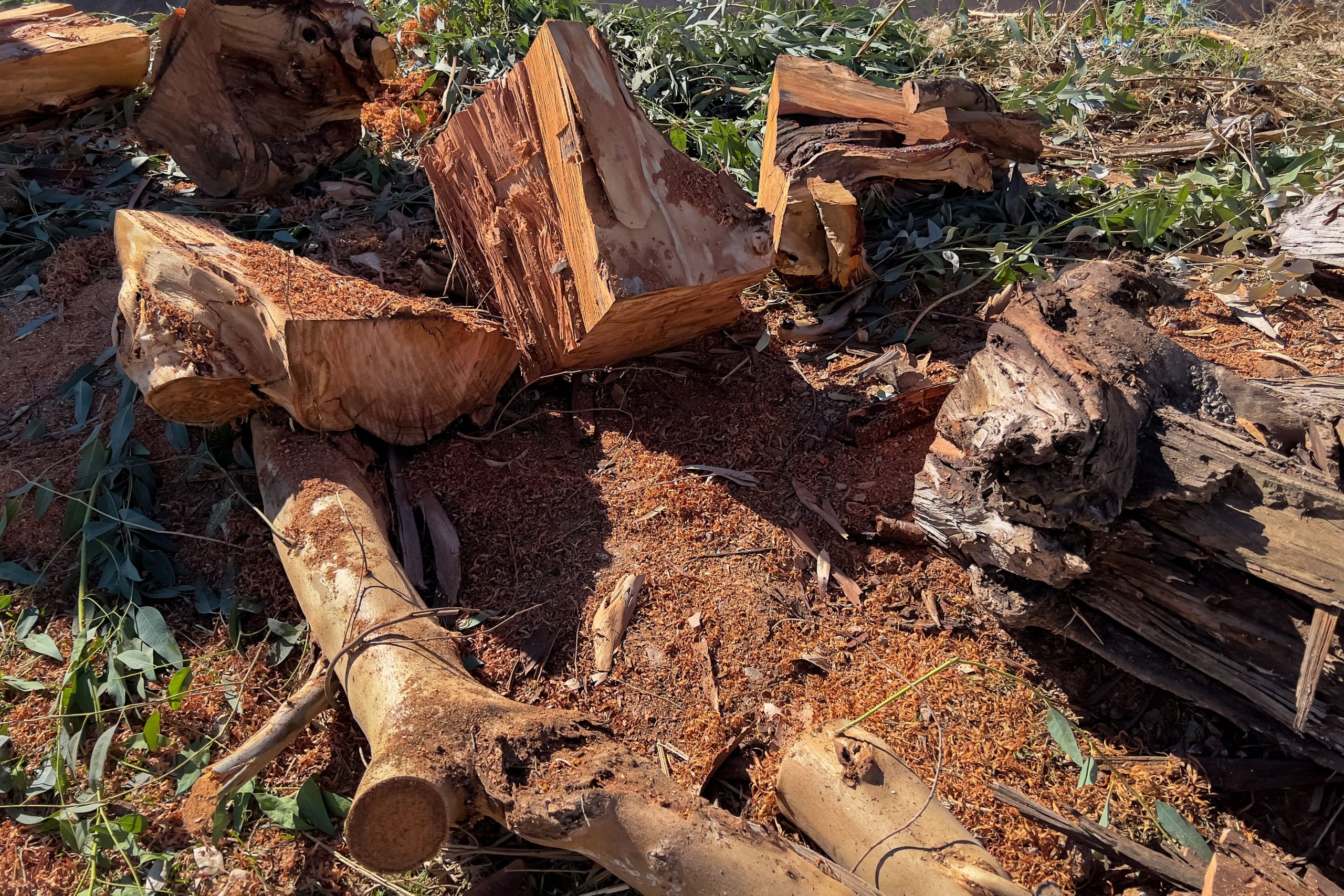 Damaged wood and wood shavings related to structural repair work