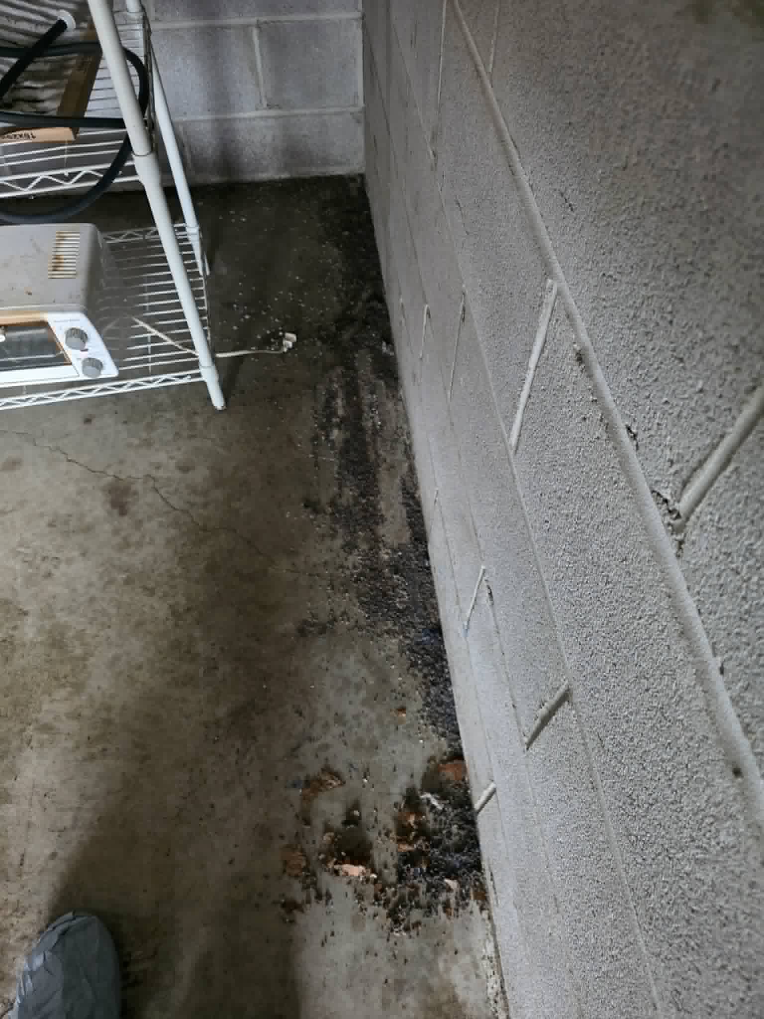 Rodent droppings in a garage in Prospect Park NJ