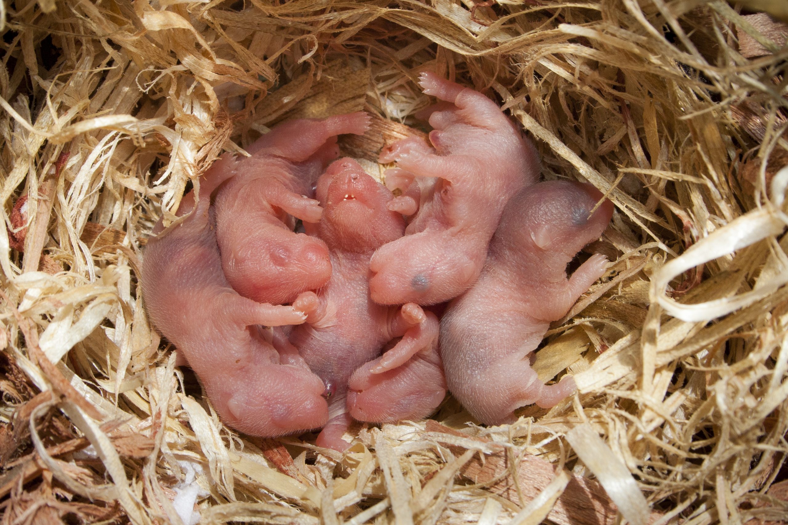 Rodent nest found in attic or structure in Prospect Park NJ