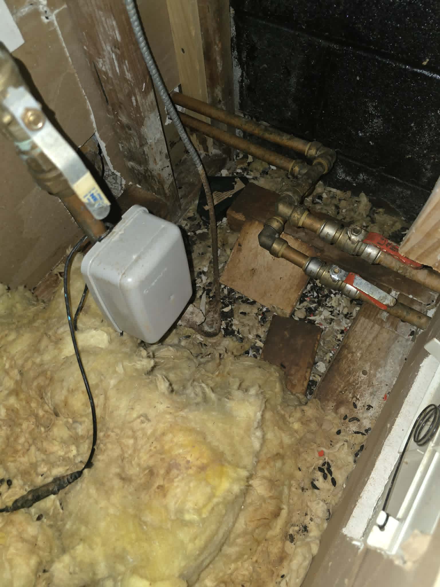 Rat droppings found during rodent inspection in Prospect Park NJ