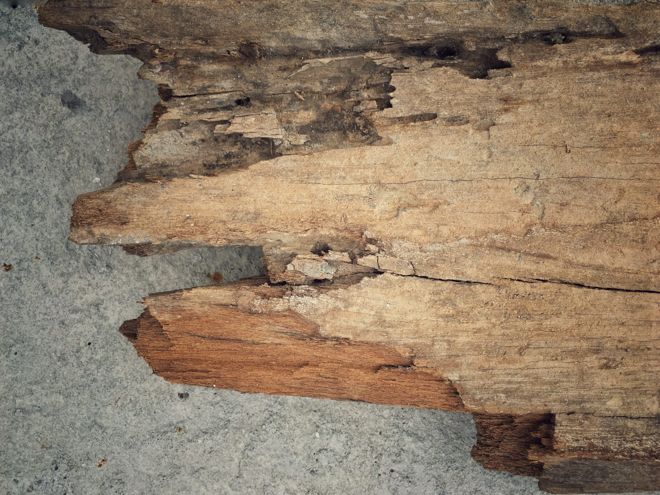 Weathered wood and surface damage that should be inspected for termite activity