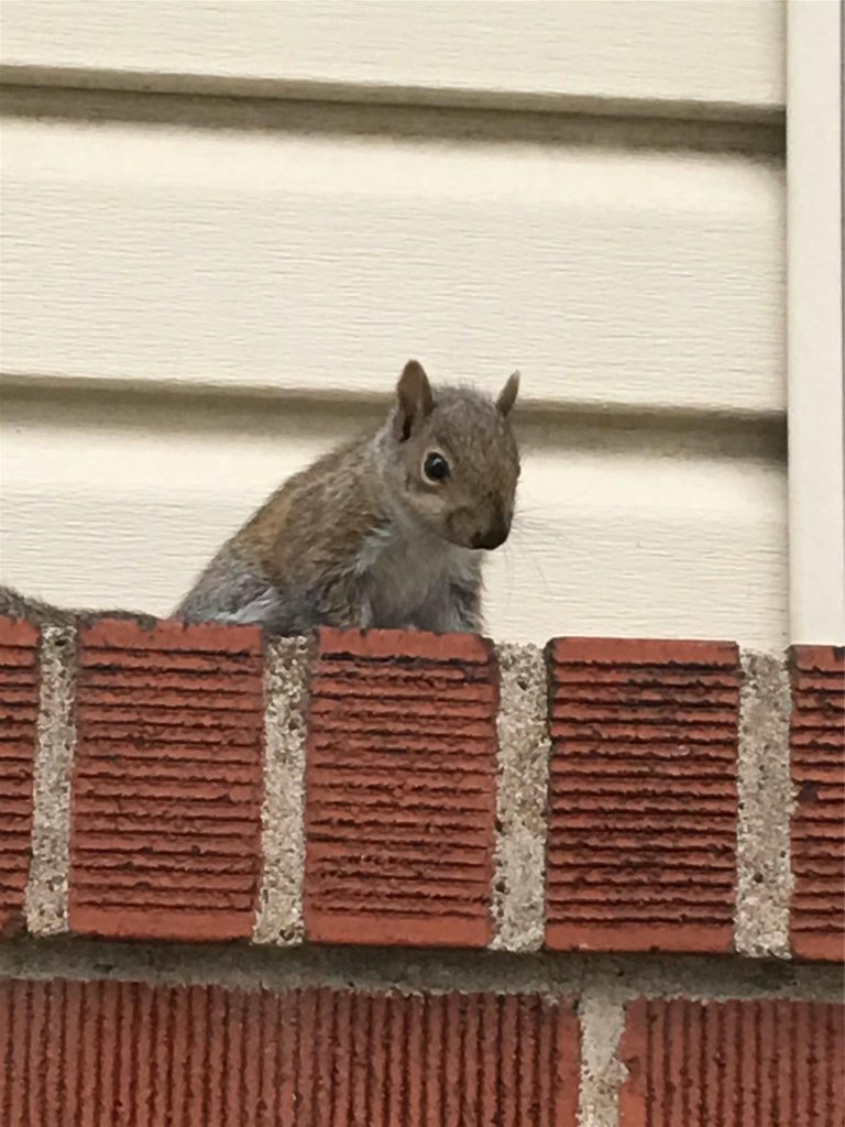 Squirrels
