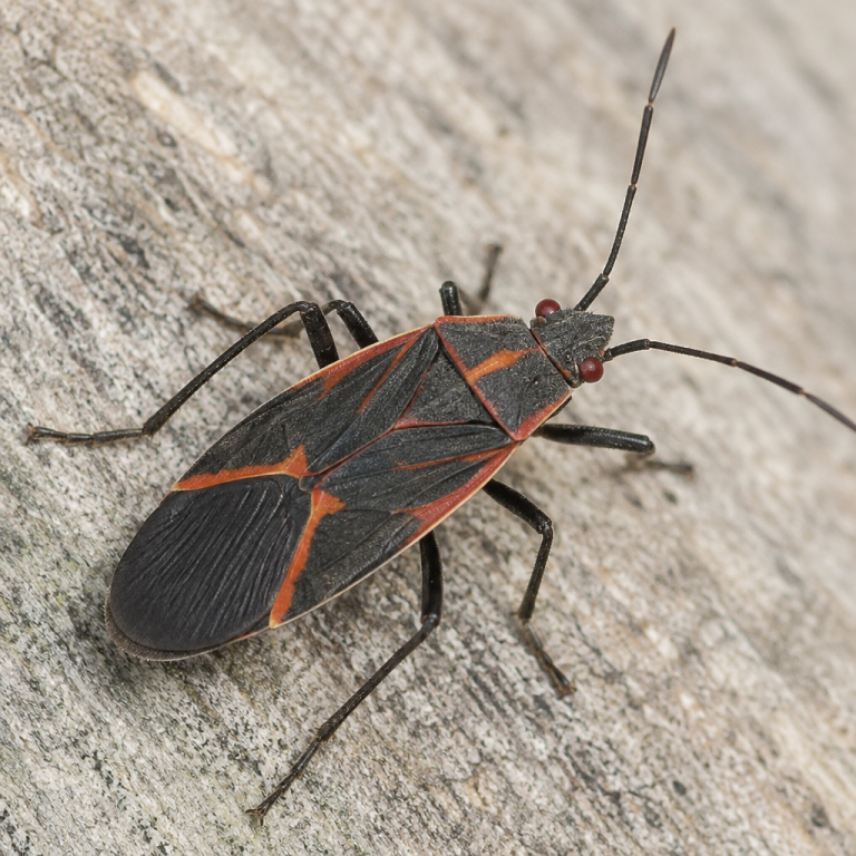 Boxelder bugs