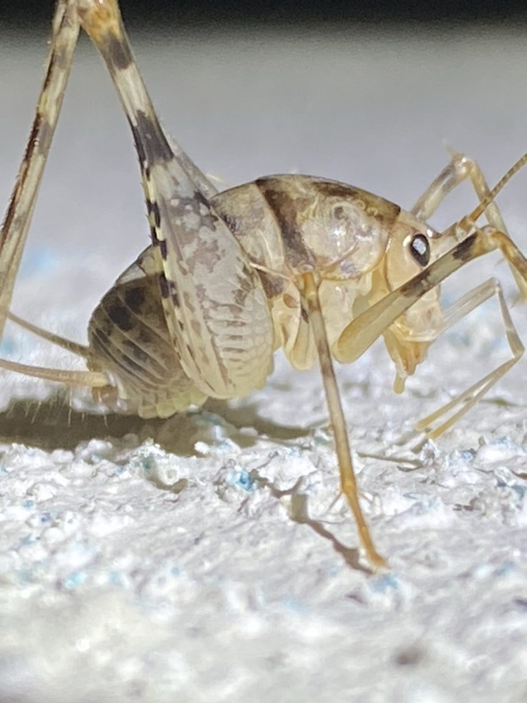 Camel crickets