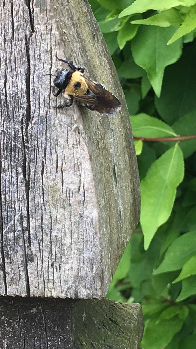 Carpenter bees