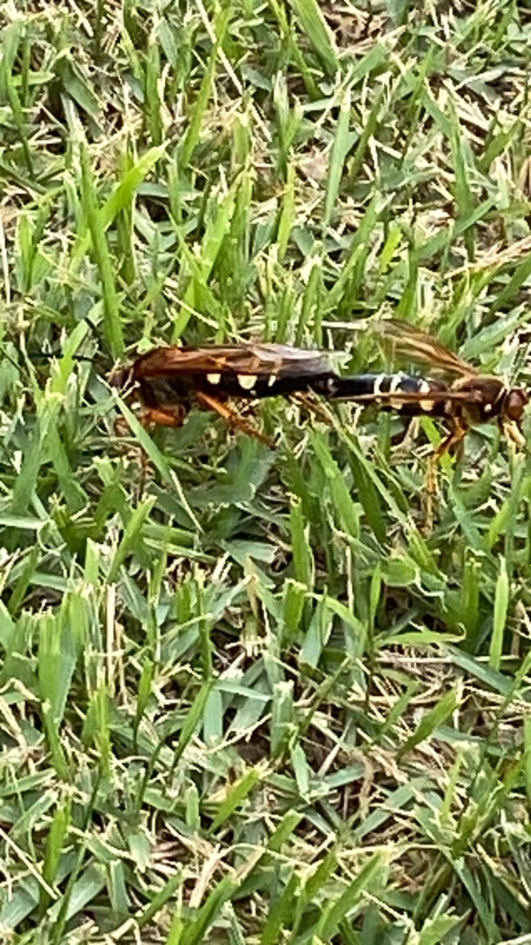 Cicada killers