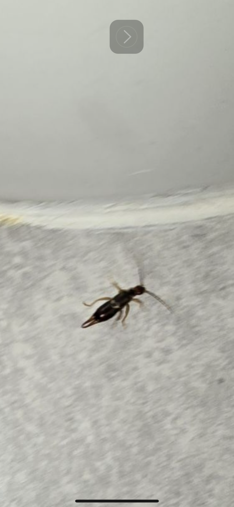 Earwigs