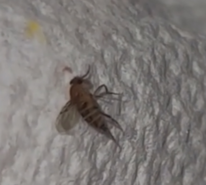 Phorid flies
