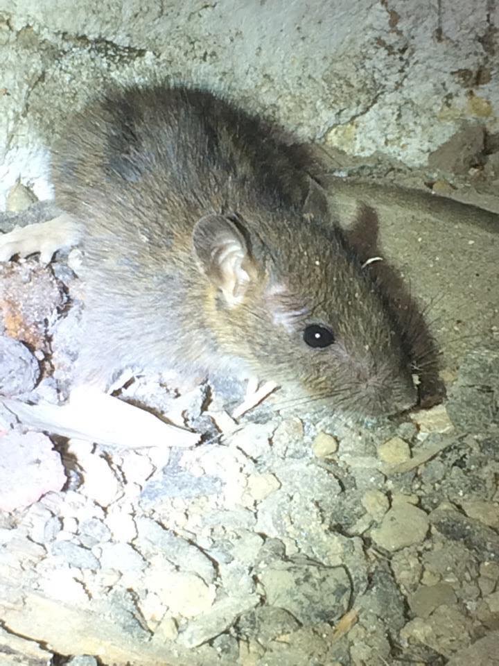 Norway rat photographed on a Silver Bullet job