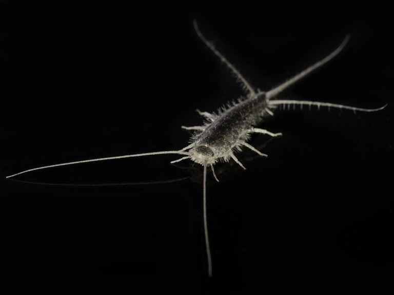 Silverfish