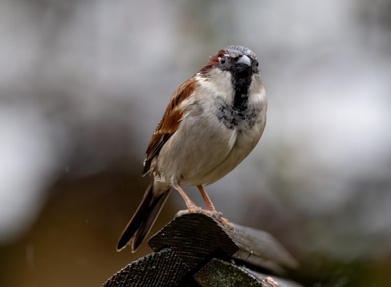 House sparrows