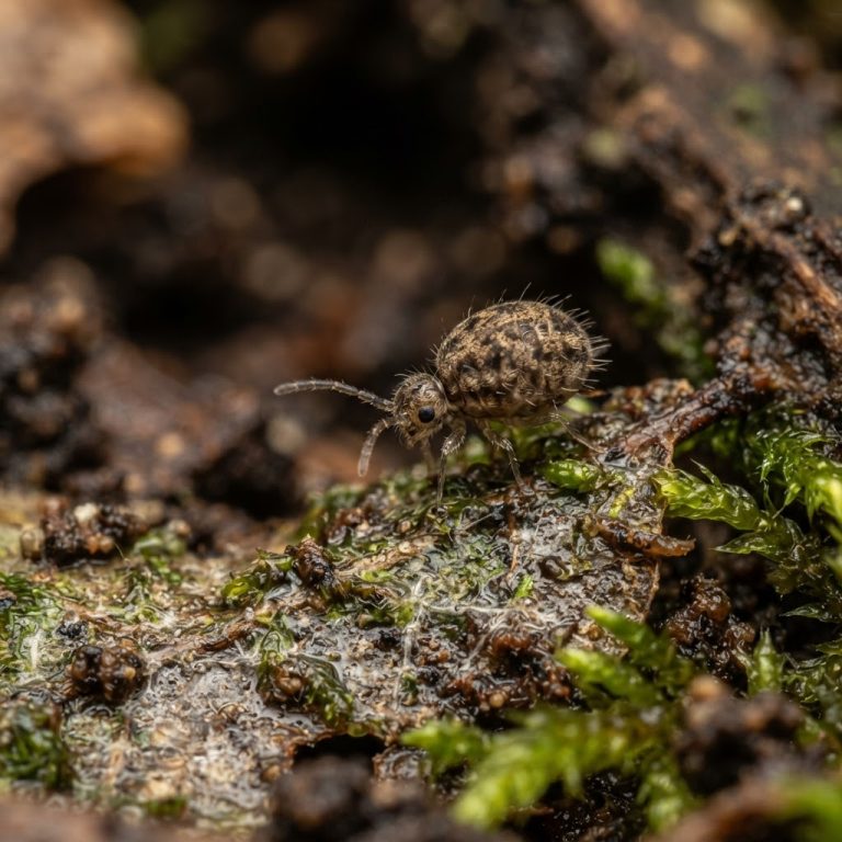 Springtails