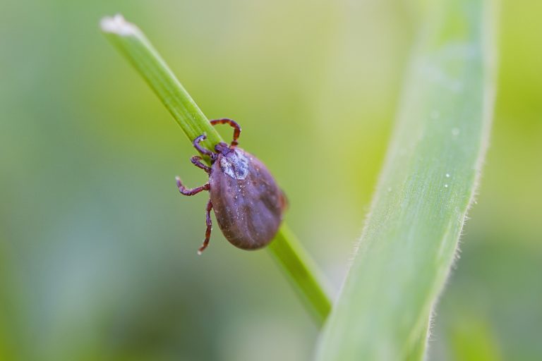 Deer ticks