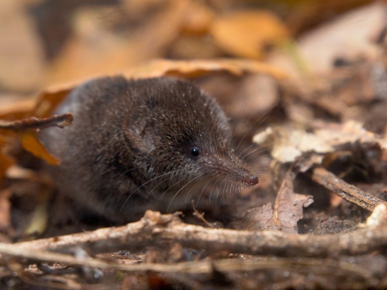 Voles