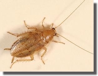 Wood cockroaches