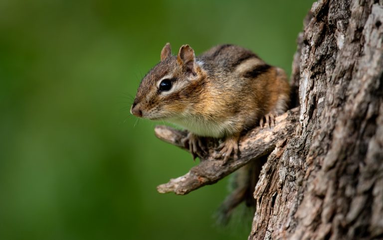 Chipmunks