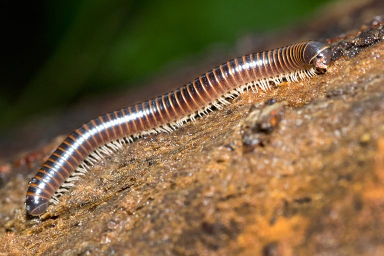 Millipedes
