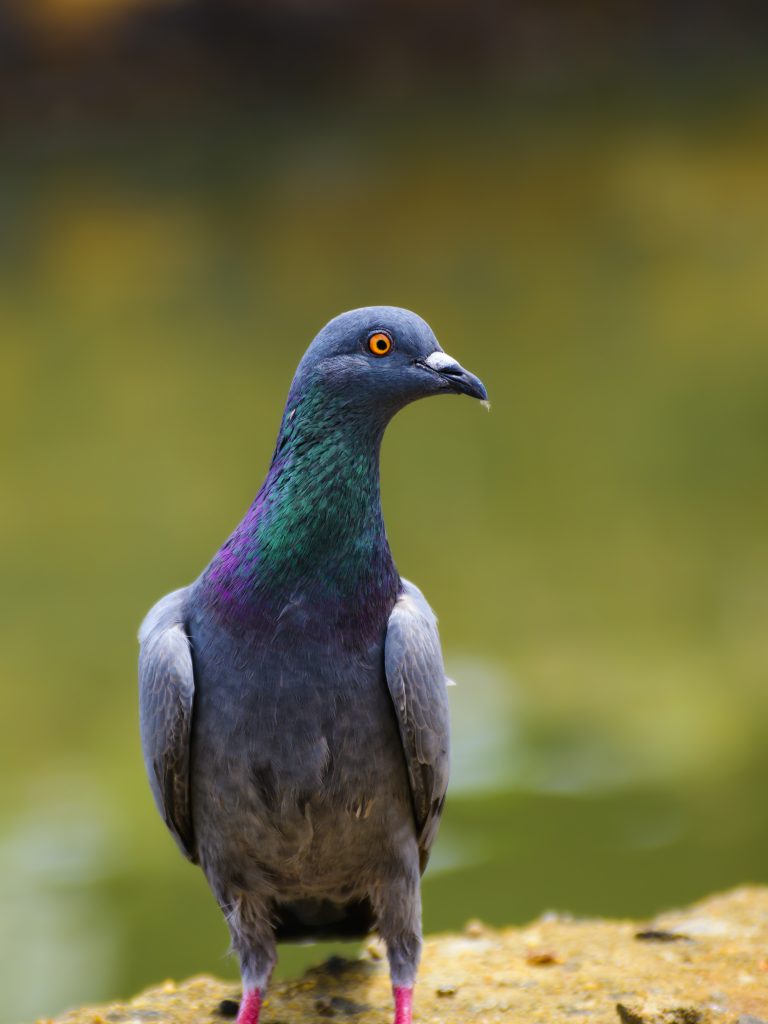 Pigeons