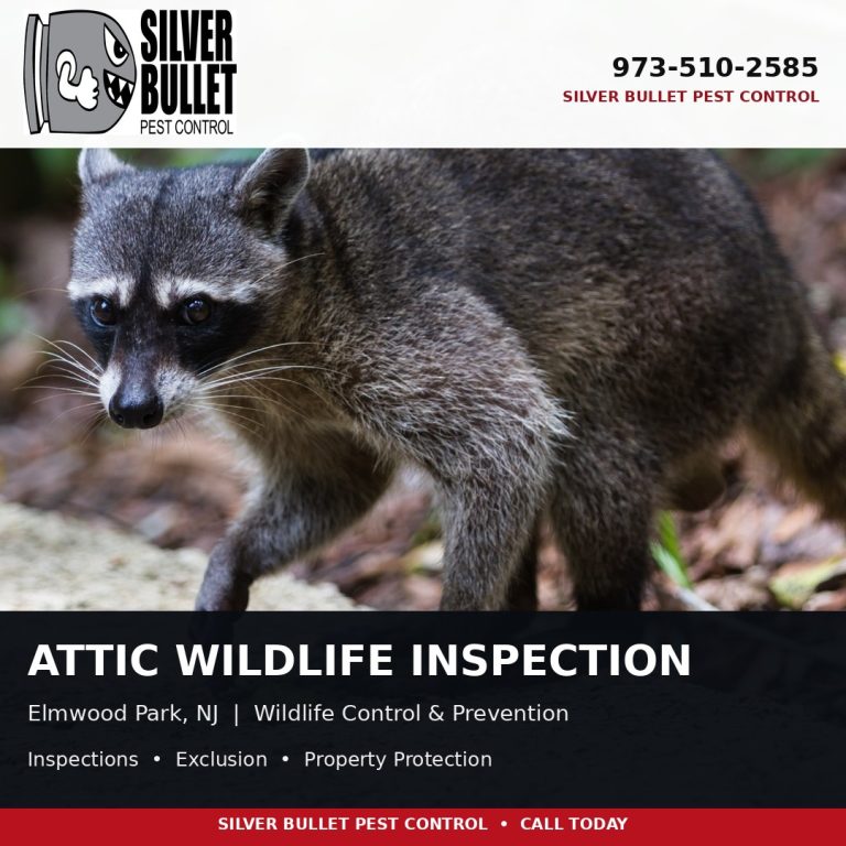 Attic wildlife inspection in Elmwood Park, NJ | Silver Bullet Pest Control