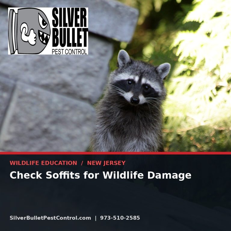 Check soffits for wildlife damage — New Jersey | Silver Bullet Pest Control