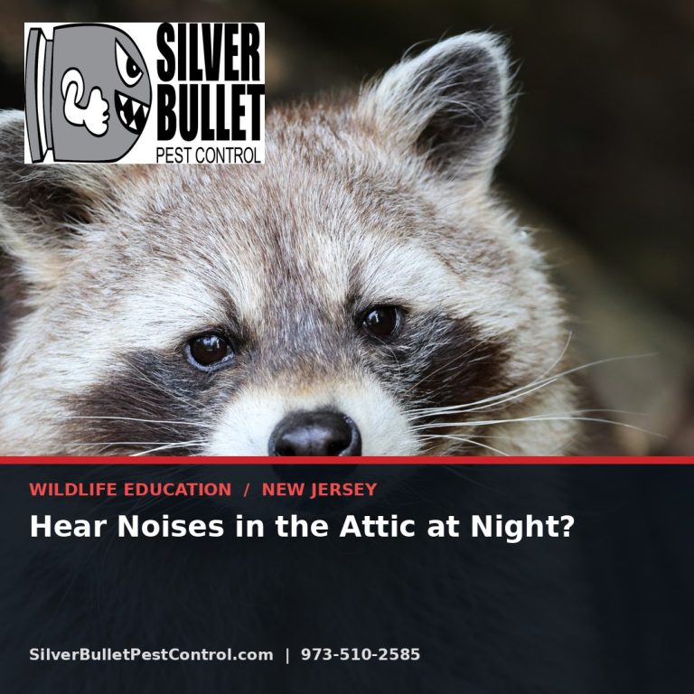 Hear noises in the attic at night — New Jersey | Silver Bullet Pest Control