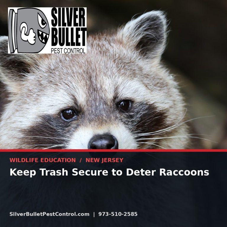 Keep trash secure to deter raccoons — New Jersey | Silver Bullet Pest Control