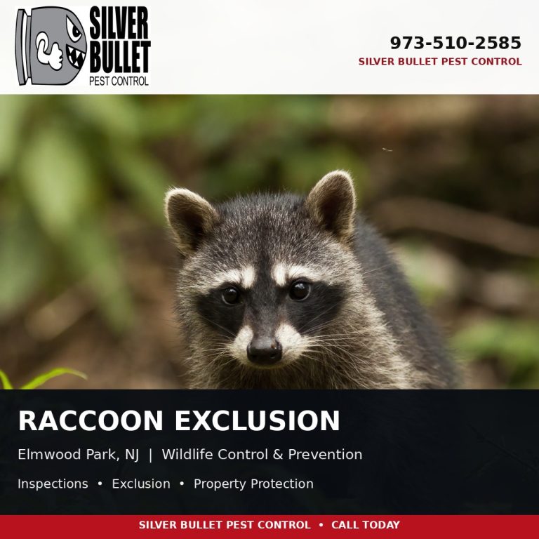 Raccoon exclusion in Elmwood Park, NJ | Silver Bullet Pest Control