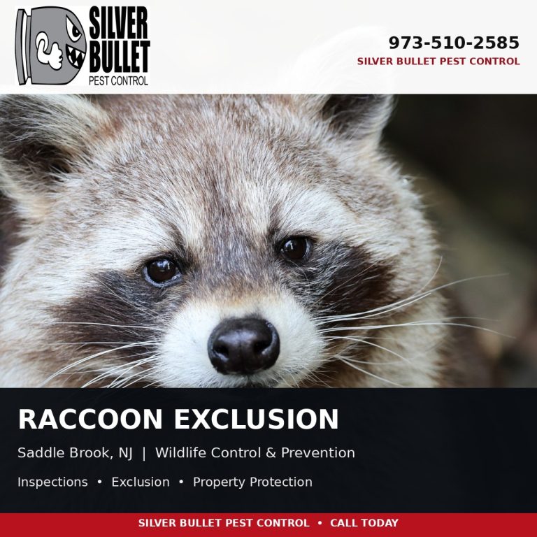 Raccoon exclusion in Saddle Brook, NJ | Silver Bullet Pest Control