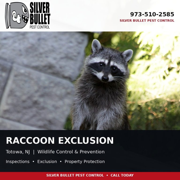 Raccoon exclusion in Totowa, NJ | Silver Bullet Pest Control