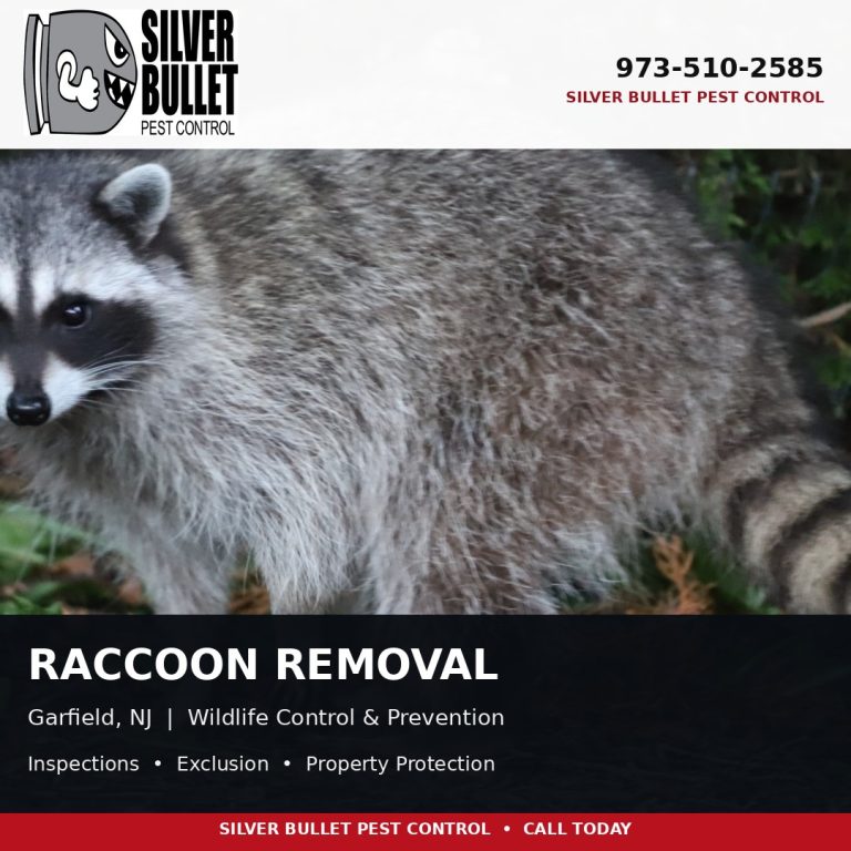 Raccoon removal in Garfield, NJ | Silver Bullet Pest Control