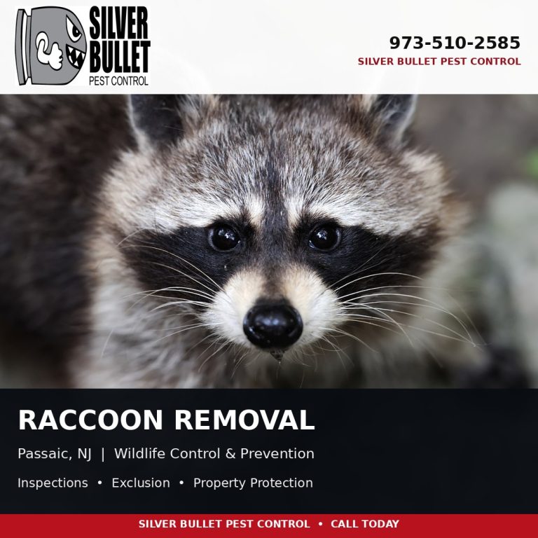 Raccoon removal in Passaic, NJ | Silver Bullet Pest Control