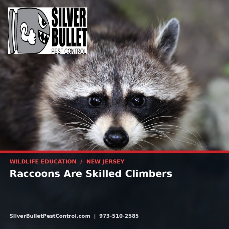 Raccoons are skilled climbers — New Jersey | Silver Bullet Pest Control