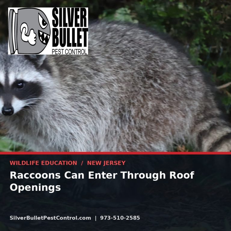 Raccoons can enter through roof openings — Kearny, NJ | Silver Bullet Pest Control