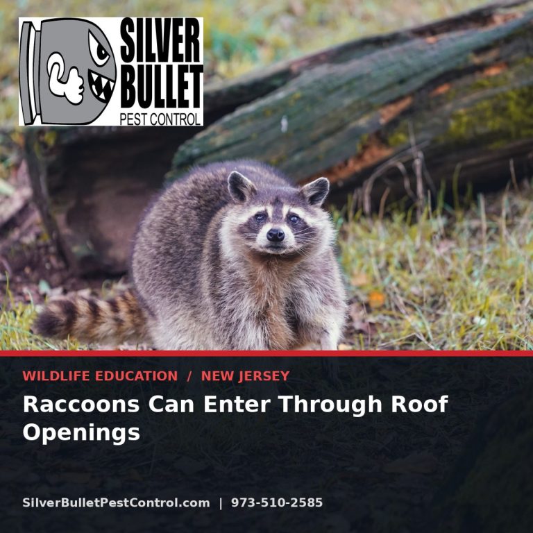 Raccoons can enter through roof openings — New Jersey | Silver Bullet Pest Control