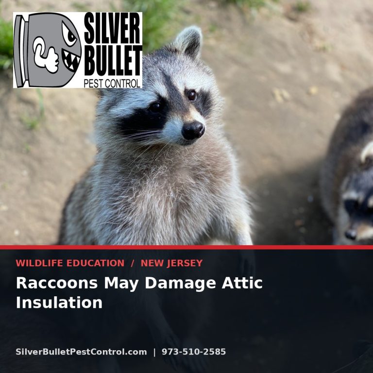 Raccoons may damage attic insulation — New Jersey | Silver Bullet Pest Control