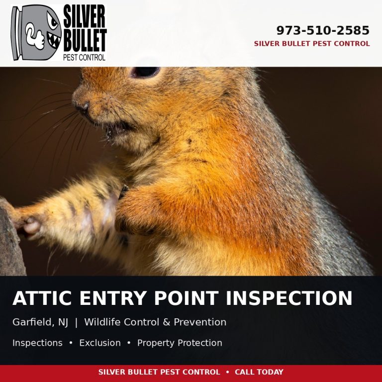Attic entry point inspection in Garfield, NJ | Silver Bullet Pest Control