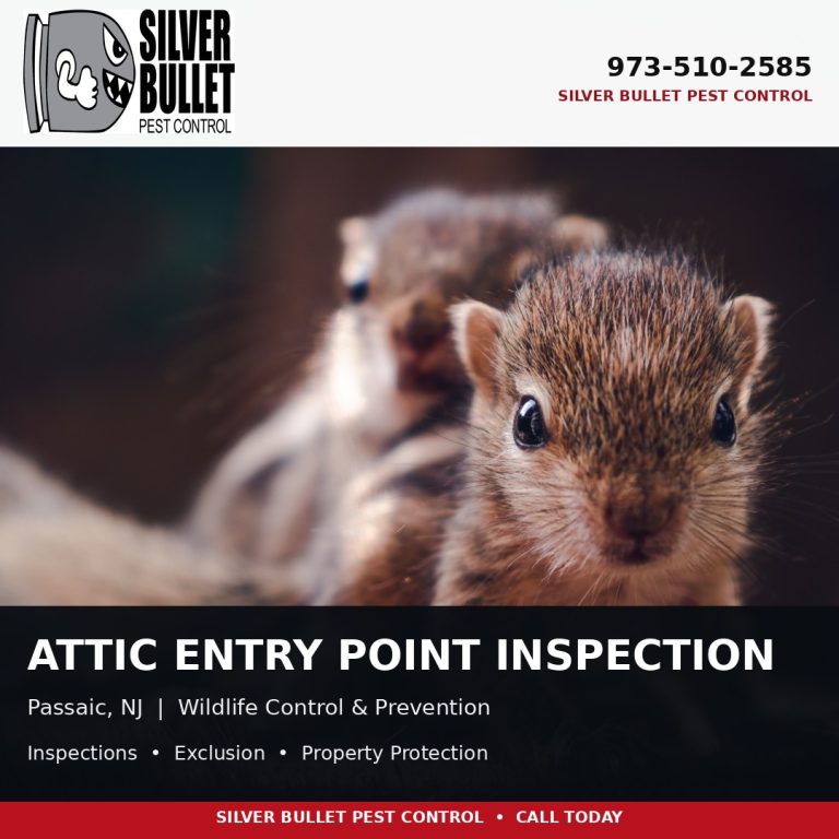 Attic entry point inspection in Passaic, NJ | Silver Bullet Pest Control