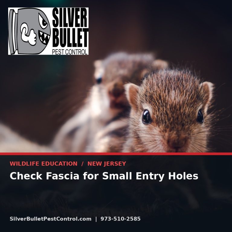 Check fascia for small entry holes — New Jersey | Silver Bullet Pest Control