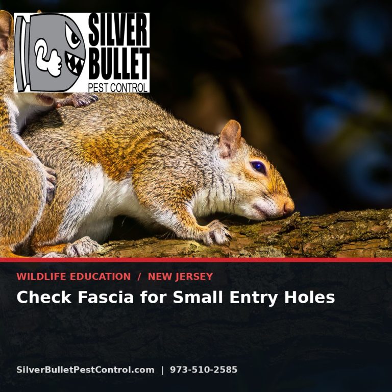 Check fascia for small entry holes — New Jersey | Silver Bullet Pest Control