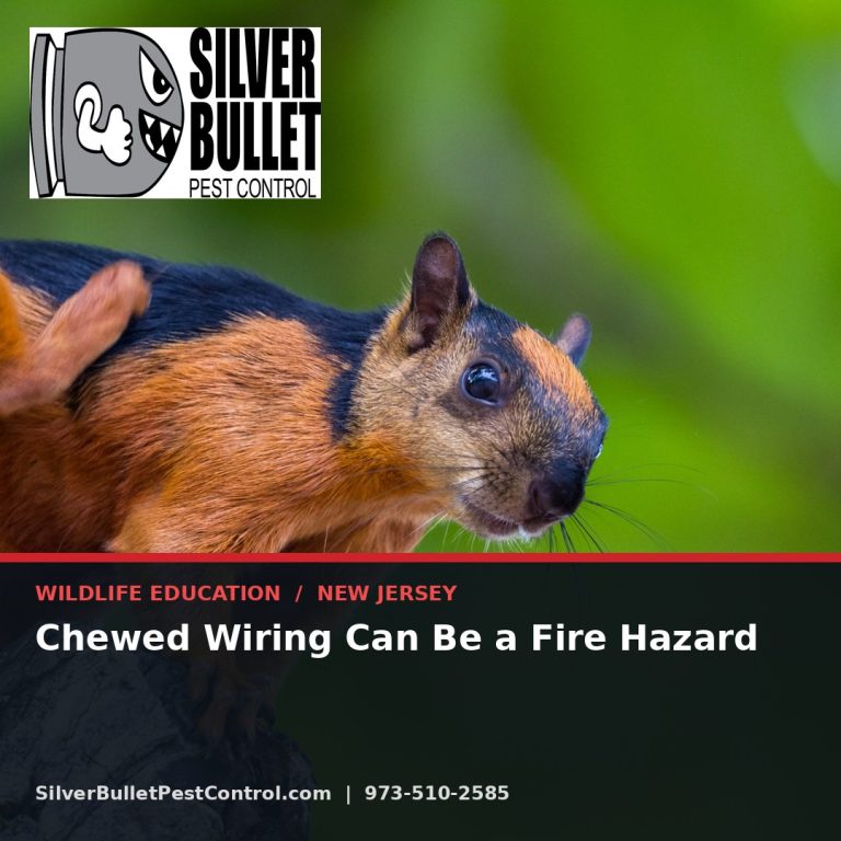 Chewed wiring can be a fire hazard — Woodland Park, NJ | Silver Bullet Pest Control
