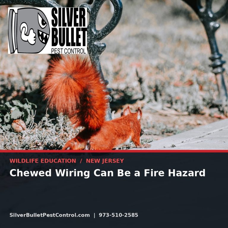 Chewed wiring can be a fire hazard — New Jersey | Silver Bullet Pest Control