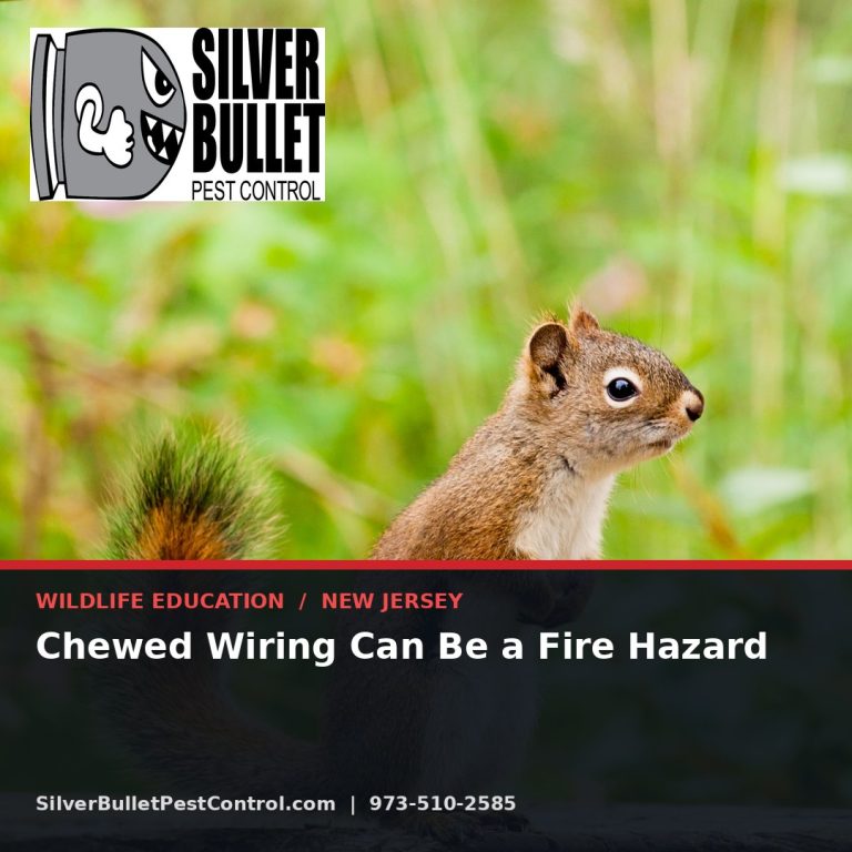 Chewed wiring can be a fire hazard — New Jersey | Silver Bullet Pest Control